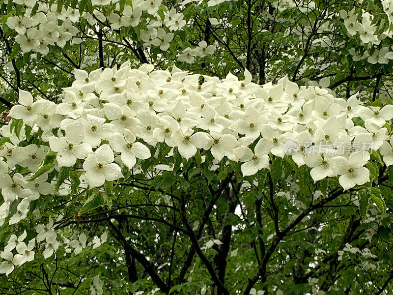 山茱萸/日本山茱萸:美丽的开花植物